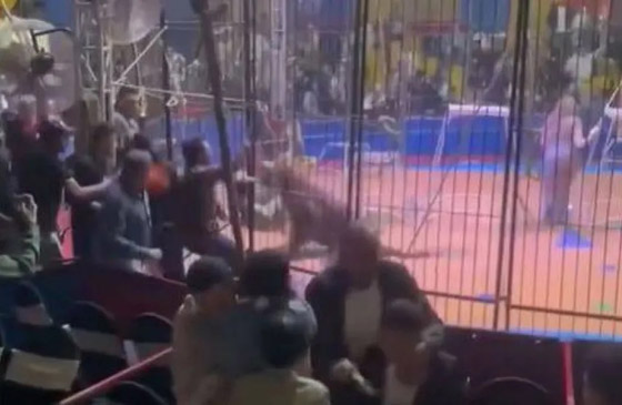 نمر ينهش يد عامل سيرك في مصر صورة رقم 2