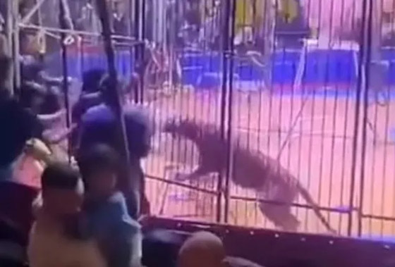 نمر ينهش يد عامل سيرك في مصر صورة رقم 3
