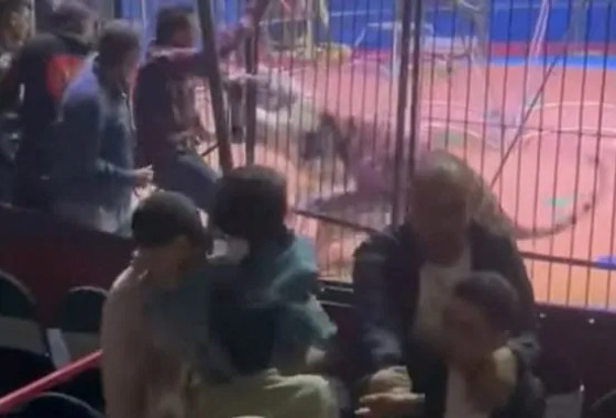 نمر ينهش يد عامل سيرك في مصر صورة رقم 4