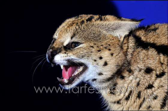 هر شيراز يفرض جوا من الرعب داخل ستوديو التصوير! صورة رقم 12 هر شيراز يفرض جوا من الرعب داخل ستوديو التصوير! صورة رقم 12