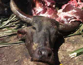 عالم امريكي: الحيوان لا يشعر بألم عند ذبحه على الطريقة الاسلامية! صورة رقم 1