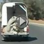 بالفيديو.. سقوط جمل من سيارة دون ملاحظة سائقها!!  	  