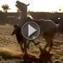 اراد ان ينقذ صديقه بعد ان وقع عن الحصان فوقع من السيارة! فيديو