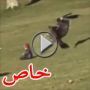 لا تصدق كل ما تراه أو تسمعه: النسر لم يخطف الطفل! 	