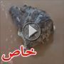  من الذي قطع رأس التمساح؟! 	