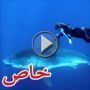 بالفيديو.. شقراء تسبح مع سمكة قرش فتاكة بدون خوف  	