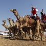 شاهدوا: مهرجان الشيخ سلطان بن زايد للإبل 2013 