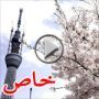 انطلاق موسم زهور الكرز الرائعة في اليابان  	