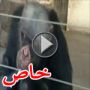 عيش كتير بتشوف كتير: قرد مدمن على التدخين يشعل سيجارة من أخرى