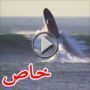 تدمير قارب سعره مليون دولار قذفته الأمواج 12 مترا للأعلى  