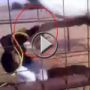 فيديو طريف لجمل يرفس شاباً بقوة وهو يقدم الطعام له! 	