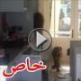 بالفيديو: عصابة من القرود تنهب بيتا بغياب صاحبه وتتلف محتوياته