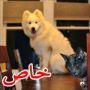 اليكم هذه الصور المضحكة لحيوانات متطفلة 