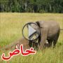 فيديو مؤثر لفيل صغير يرفض ترك أمه الميتة  	