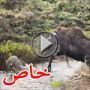 فيديو مؤثر لأنثى الموظ (الأيل) تقاتل لأنقاذ صغيرها من الذئاب 	
