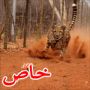  بالصور: الفهد ينطلق بسرعة 70 ميلاً في الساعة ملاحقا دجاجة 