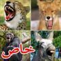 صور: ضحكات مسلية لمجموعة من الحيوانات كالفيل والقرد والفهد والحمار 