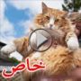 أولريك.. أضخم قط موجود في بريطانيا 	