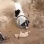 شاهدوا.. كلب يدفن جروا ميتا بالتراب 	