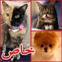 القطط والكلاب الأكثر شهرة على فيسبوك ويوتيوب 