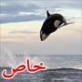 صور مذهلة: حوت بوزن 8 طن يحلق في الهواء مطاردا دولفين