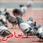 واخيرا: علماء سويسرا يكشفون سر معرفة الحمام الداجن لطريقه وبيته