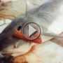 صورة غريبة: صياد استرالي يخرج من داخل سمكة قرش ابتلعته حيا