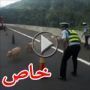  فيديو طريف: الشرطة الصينية تغلق الشارع وتطارد خنازير صغيرة