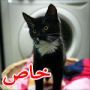 صور:نجاة قطة بعد تسللها للغسالة ودورانها مع الملابس ساعة كاملة 