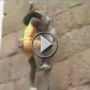 بالفيديو.. هندي ينافس القرود في تسلقها للاعالي 