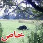وحش في الريف البريطاني يثير الشك بين مؤيد ومكذب لوجوده