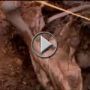 بالفيديو والصور.. مستنقع ايرلندي يحتضن اقدم مومياء في العالم 