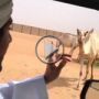 ناقة ولي عهد دبي تستجيب لندائه باسمها وتتوجه إليه ليقبلها 