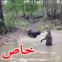  فيديو: كنغر يحاول قتل كلب باغراقه تحت الماء 