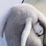 اقوال وطرائف رقم 1