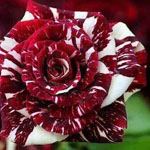 صورة 4 اقوال وطرائف