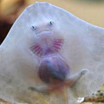 اقوال وطرائف رقم 1