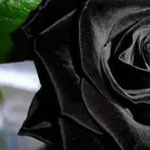 اقوال وطرائف صورة 2