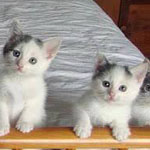 صورة 4 اقوال وطرائف