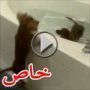 فيديو مضحك: كلبان يتسابقان للسباحة في حوض الاستحمام 