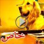 فيديو: الكلب الذكي جولدين يحب الموسيقى لدرجة لن تصدقها 