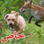 صور طريفة: صداقة حميمة تجمع بين كلب وثعلب