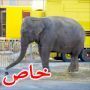 فيل غاضب يهرب من السيرك ويقتل عجوزا فرنسيا 