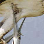 اقوال وطرائف الصورة الثالثة