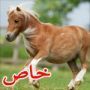 هل اختطفت المافيا الايطالية 