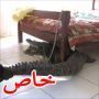 تمساح بوزن 150 كغم قضى الليل تحت سرير رجل من زيمبابوي