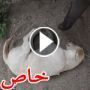  فيديو يثير الابتسامات لفيل صغير يحاول ايقاظ كلب ليلعب معه