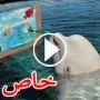 صور وفيديو مذهل: حيتان ترسم لوحات فنية تحت الماء في اليابان