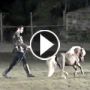 العثور على أصغر حصان في العالم بعد إختطافه من مالكه 