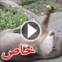 ثعلب ماء يبهر زوار حديقة بحرية بعرض بهلواني ظريف